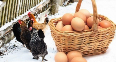 Jak zvýšit produkci vajec u kuřat v zimě?